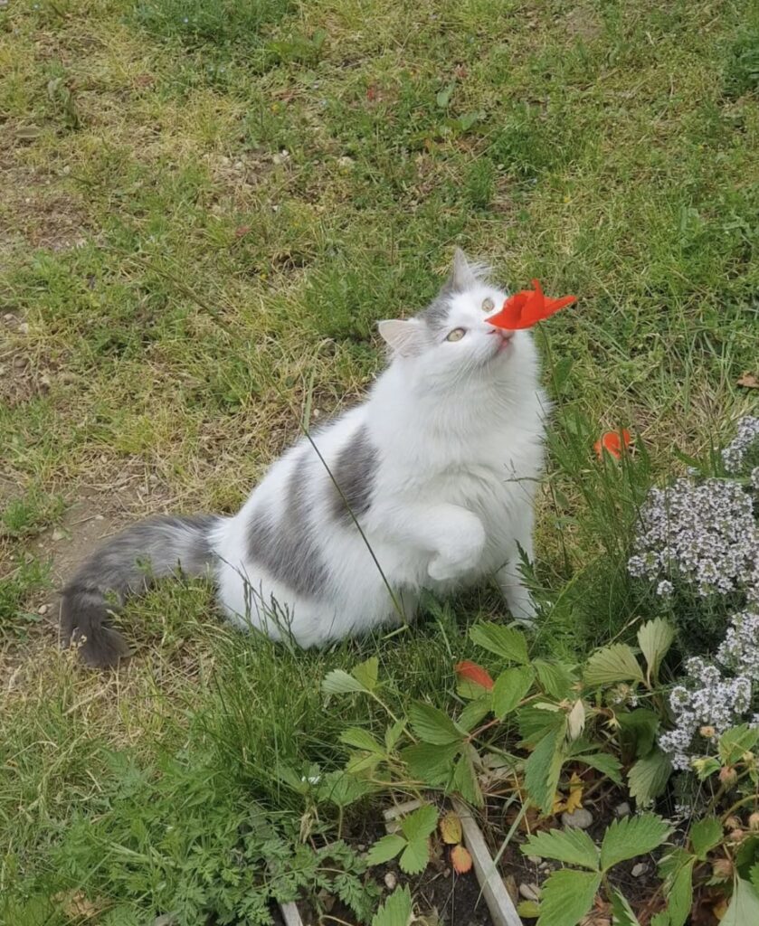 chat et coquelicot