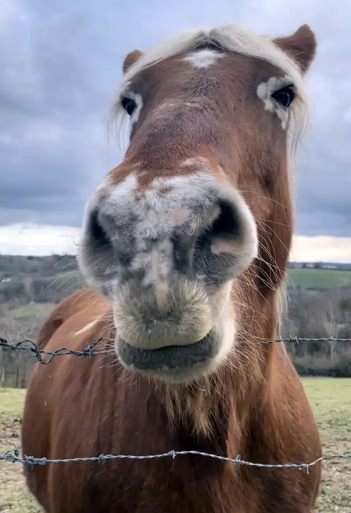 cheval prés